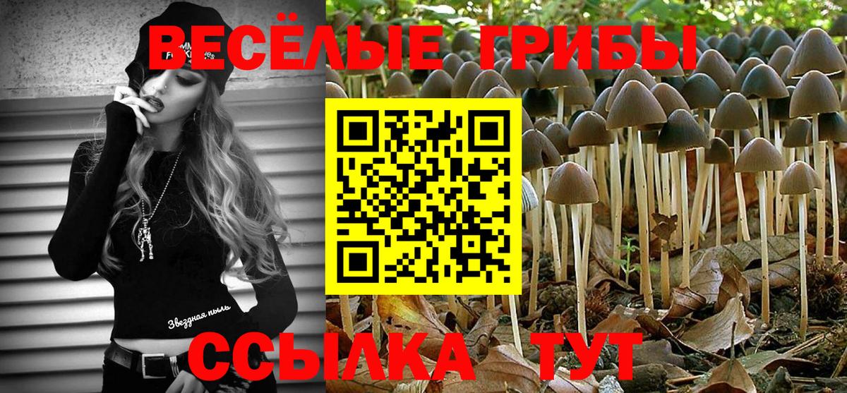 Галлюциногенные грибы Psilocybe Мичуринск